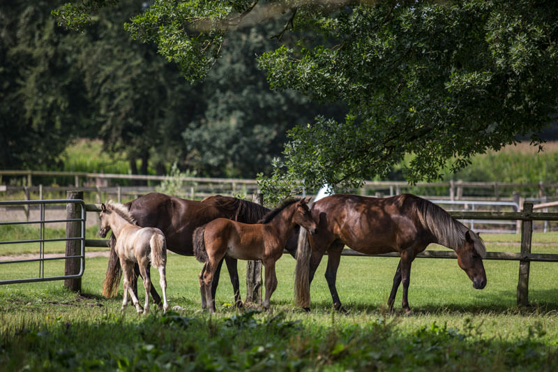 Rocky Mountain Horse gelassener Tölter in schicker Jacke IGV e.V.