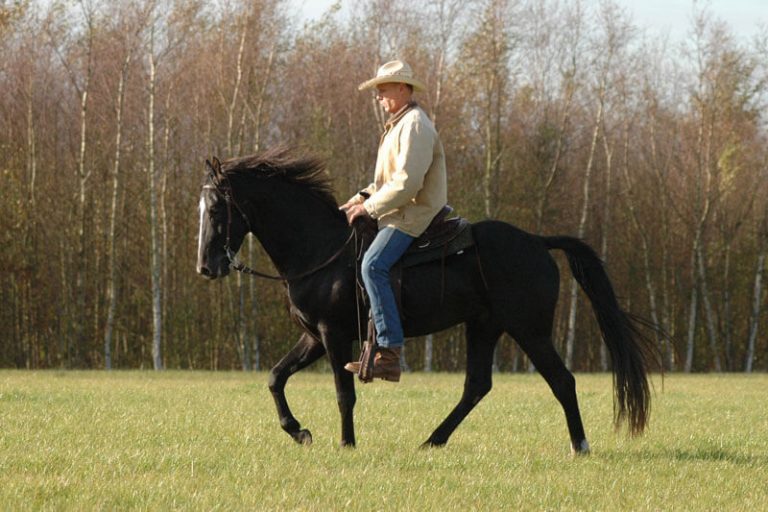 Tennessee Walking Horse der „Gentleman“ unter den Pferden IGV e.V.